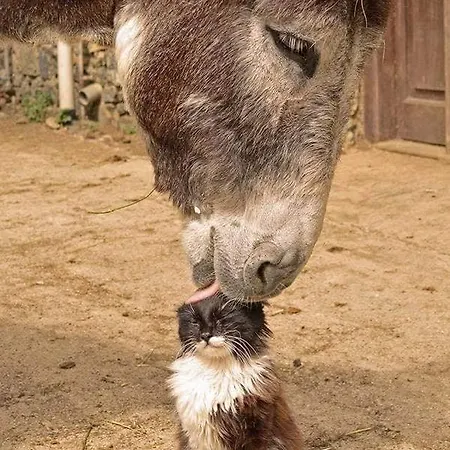 Agnanti Affittacamere